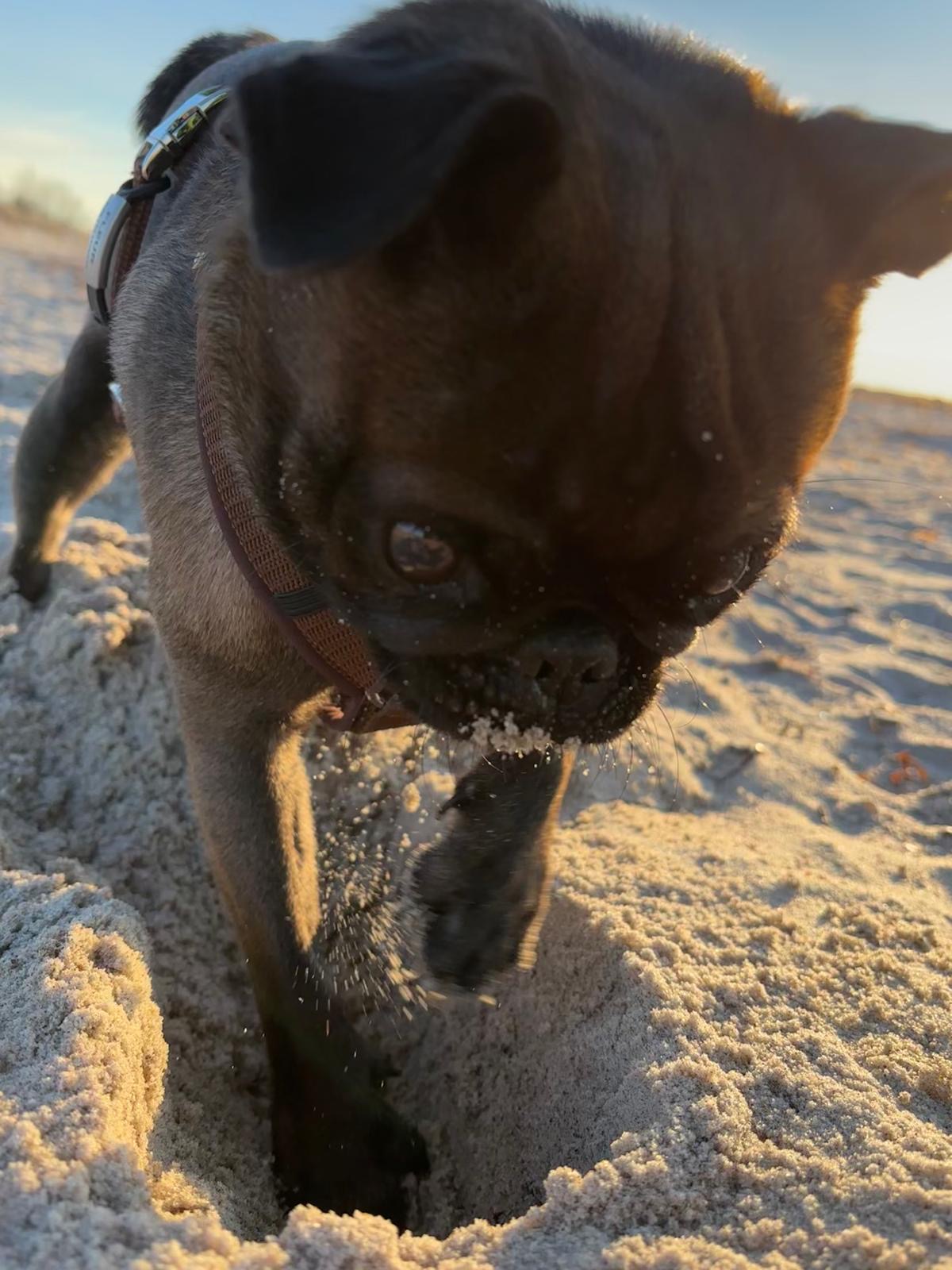 Fleur gräbt im Sand