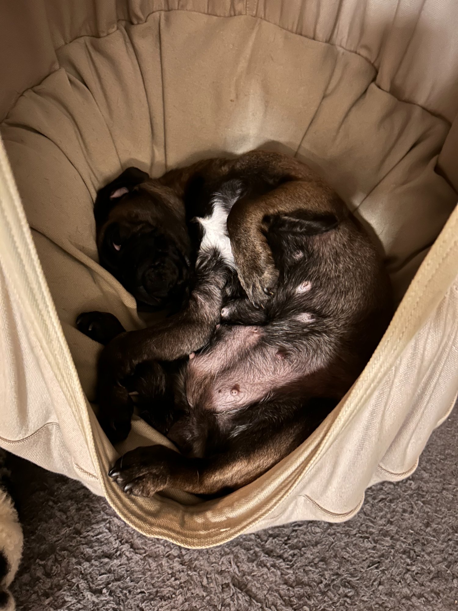 Fleur schläft zusammengerollt