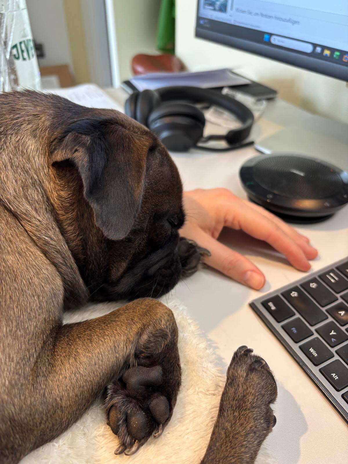 Fleur am Schreibtisch