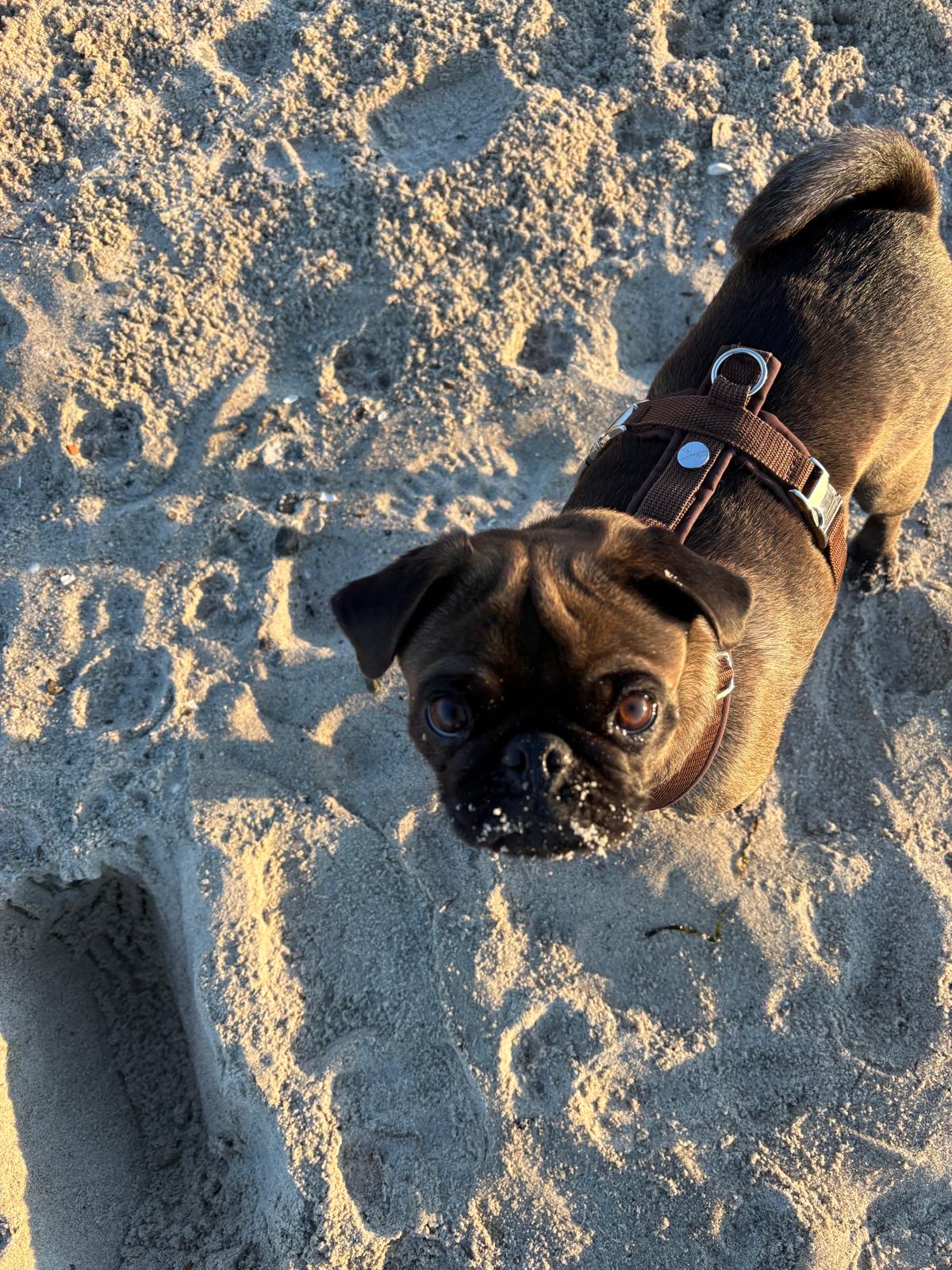 Fleur am Strand im Goldlicht